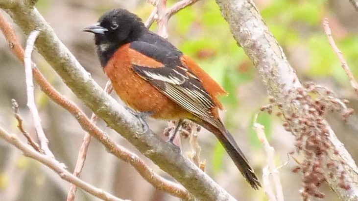 Orchard Oriole - ML230650331