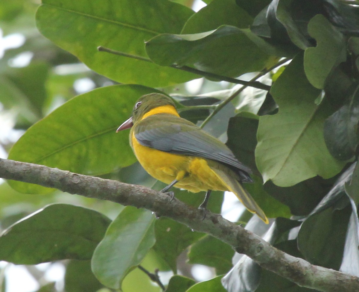 Green-headed Oriole - simon walkley