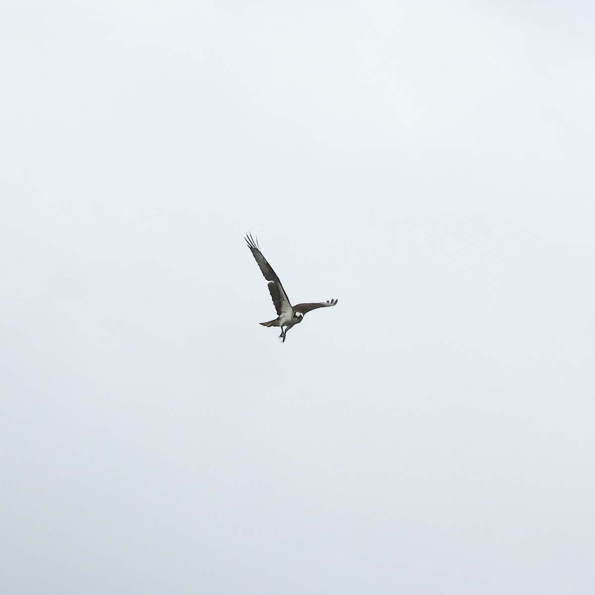 Águila Pescadora - ML230653381