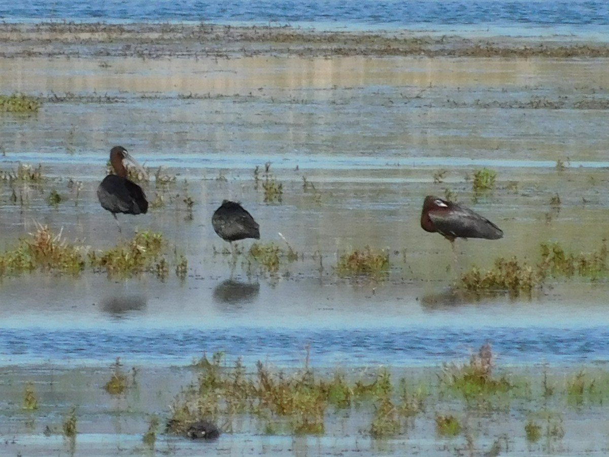 Glossy Ibis - Rick Stevens