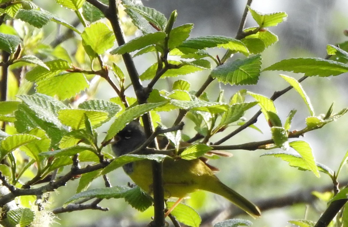 MacGillivray's Warbler - ML230654201