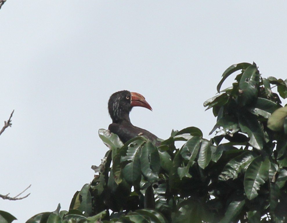 Crowned Hornbill - ML230655201