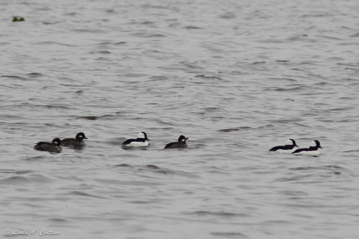 Bufflehead - Linda Chittum