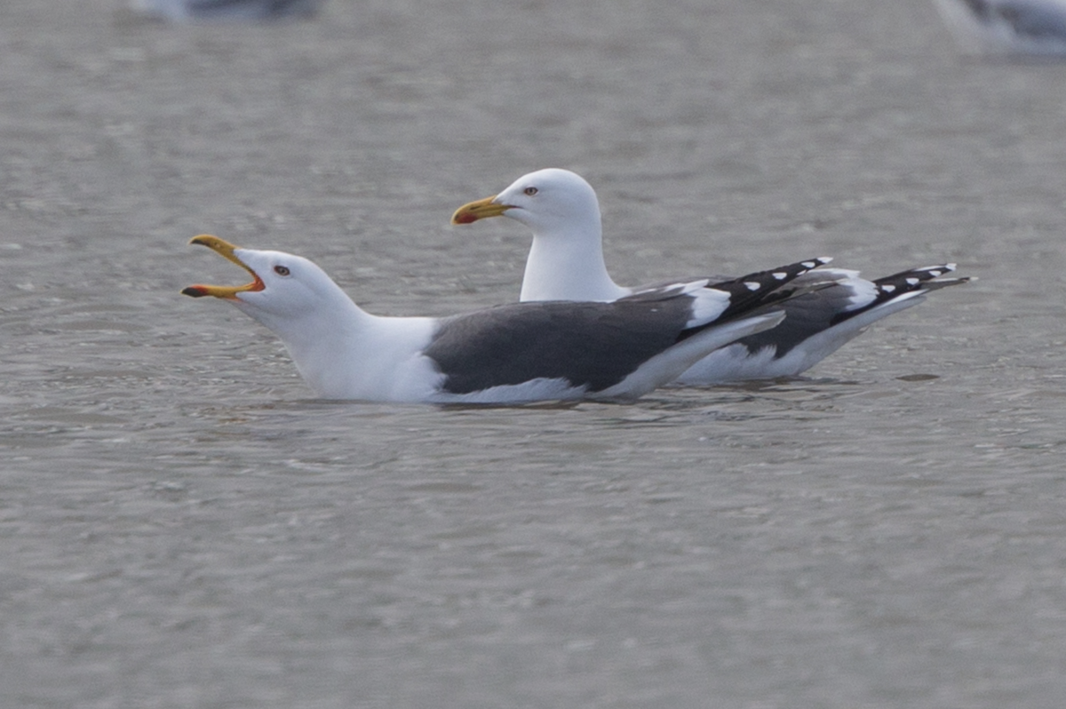 Lesser Black-backed Gull - ML230655591