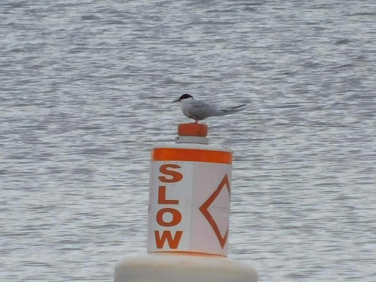 Forster's Tern - ML230655701