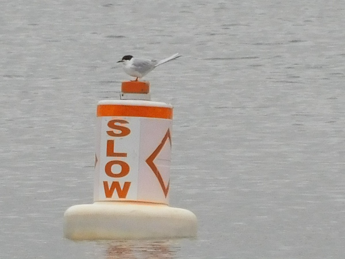 Forster's Tern - Rick Stevens