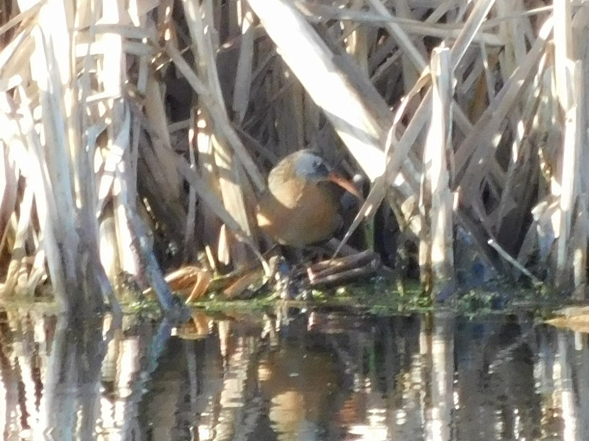 Virginia Rail - ML230657461