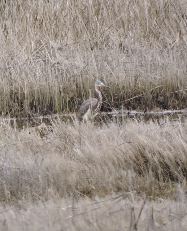 Tricolored Heron - Karen Fiske