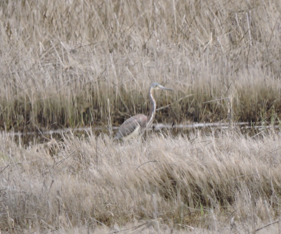 Tricolored Heron - ML230659801