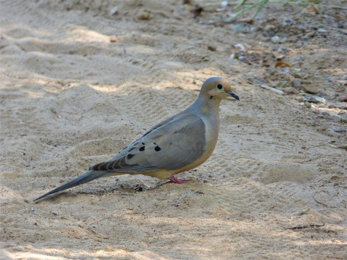 Mourning Dove - ML230659971