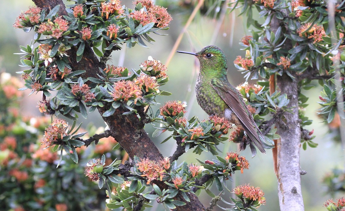 Viridian Metaltail - Diane St-Jacques