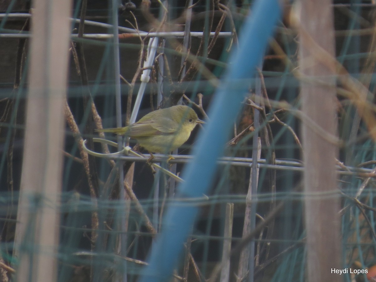 Yellow Warbler - Heydi Lopes