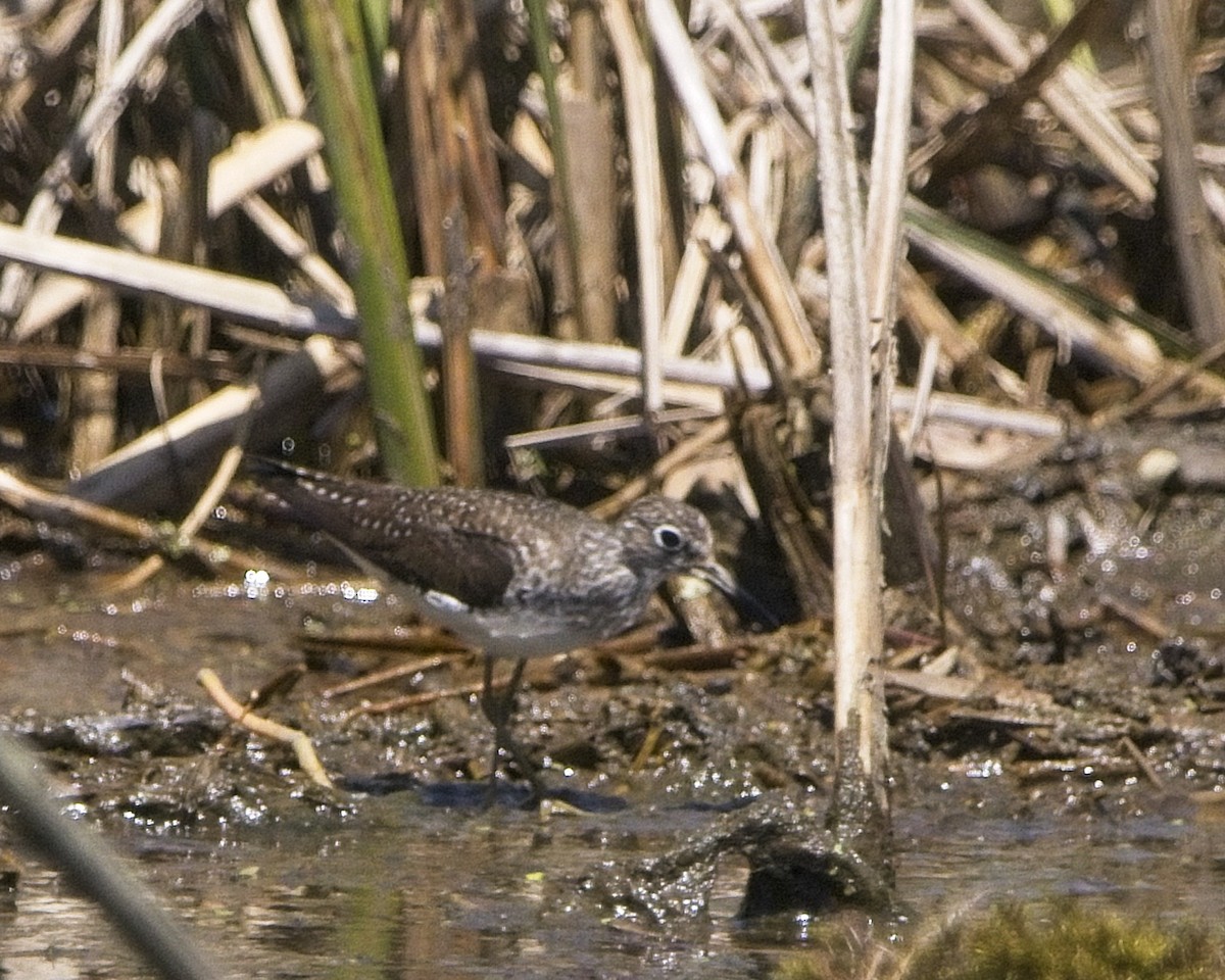 Solitary Sandpiper - ML230662831