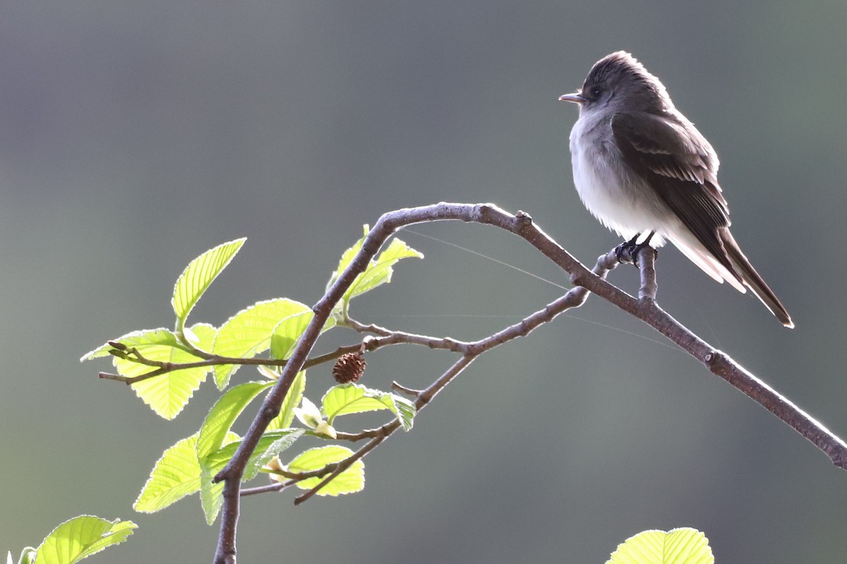 Western Wood-Pewee - ML230664341