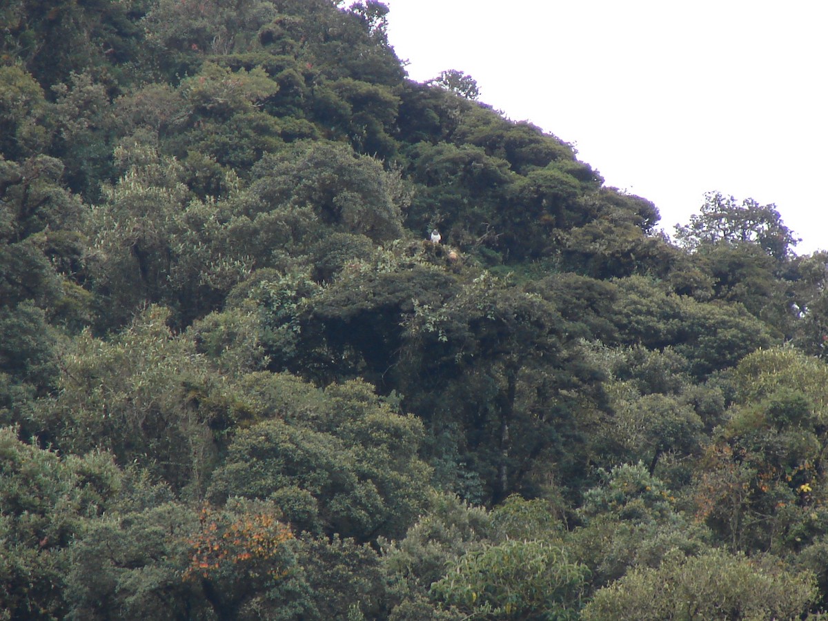 Black-chested Buzzard-Eagle - ML23066501