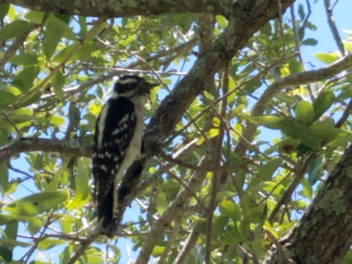 Downy Woodpecker - ML230665561