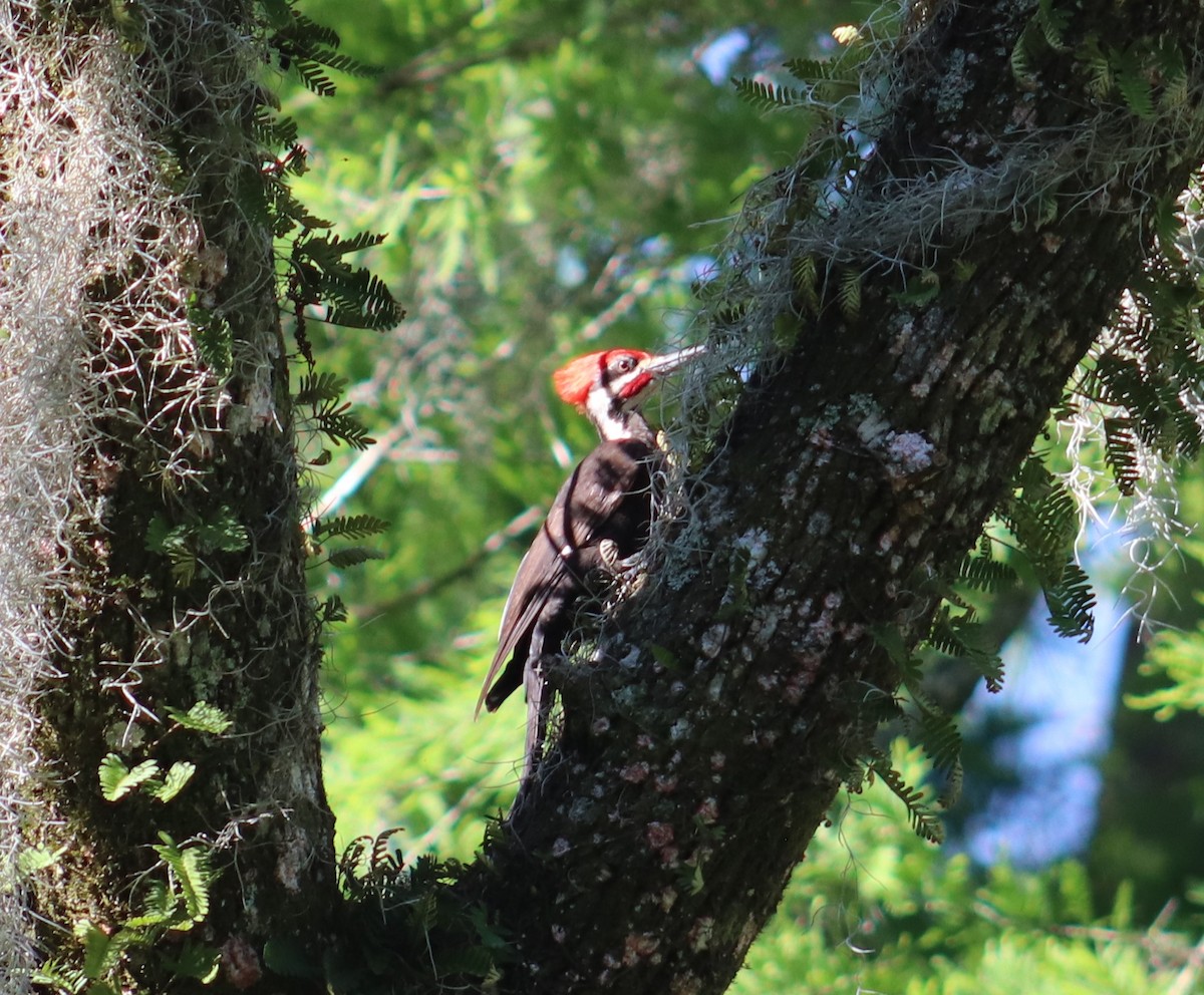 Pileated Woodpecker - ML230666751