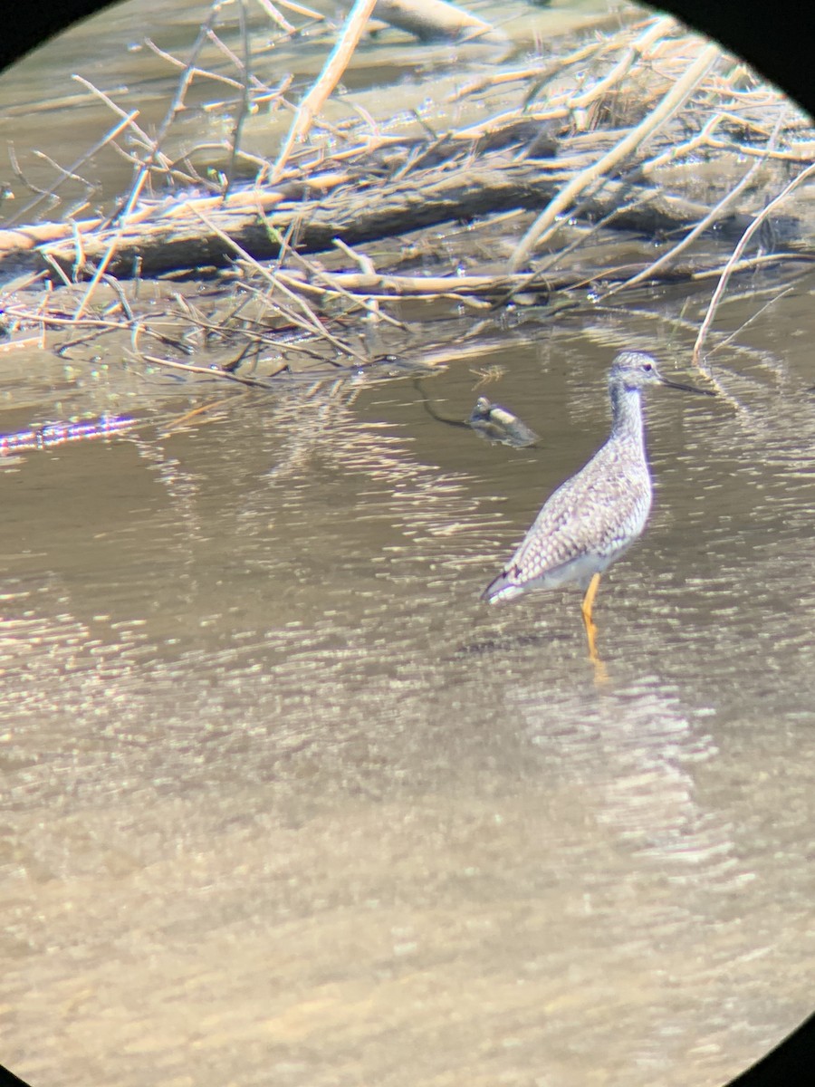 Greater Yellowlegs - ML230667711