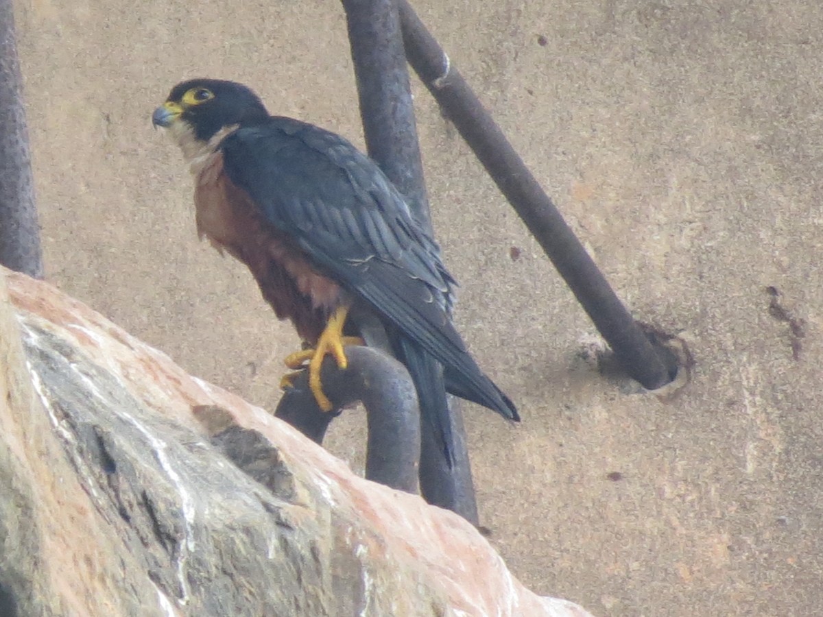 Peregrine Falcon - ML23066971