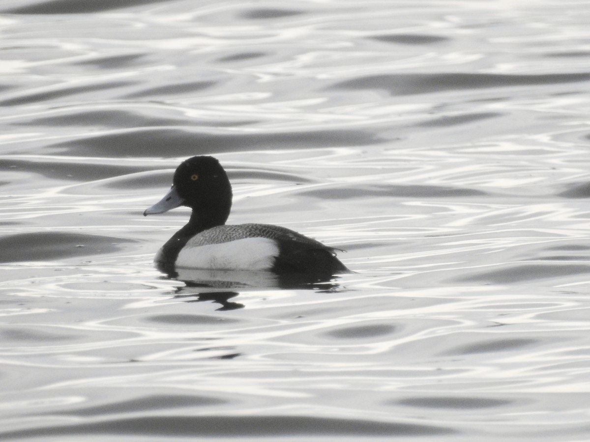 Lesser Scaup - ML230671311