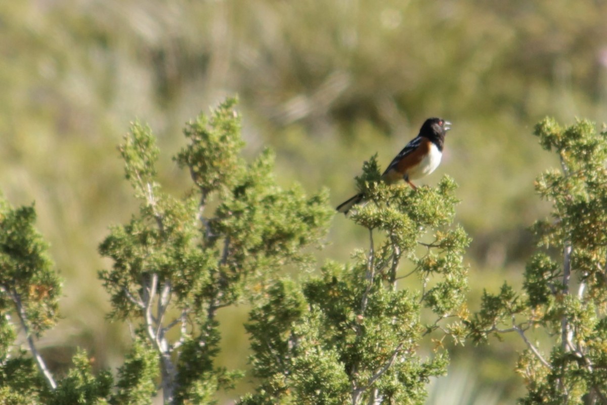 Spotted Towhee - ML230671411