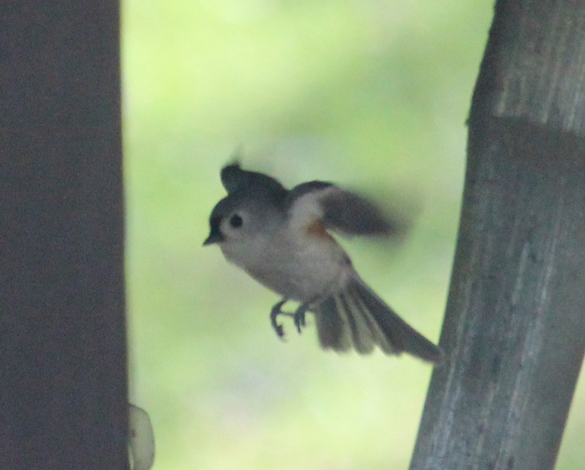 Tufted Titmouse - ML230671541