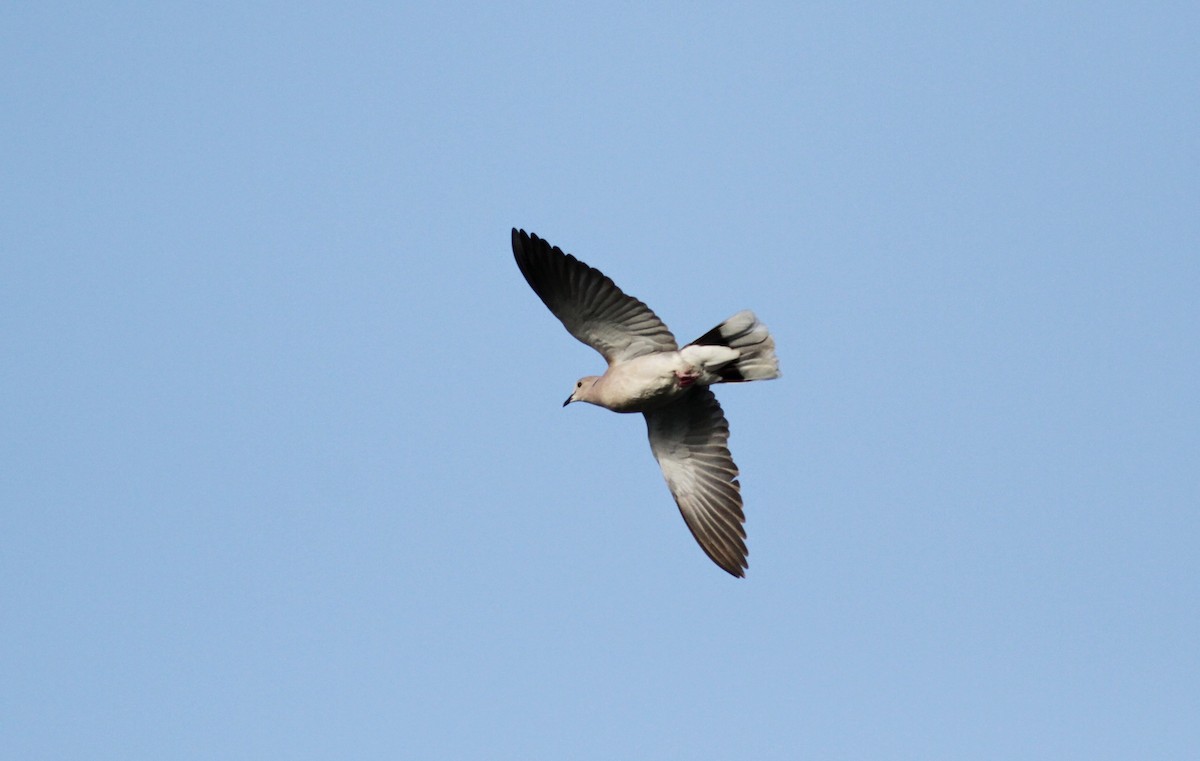 Eurasian Collared-Dove - ML23067211