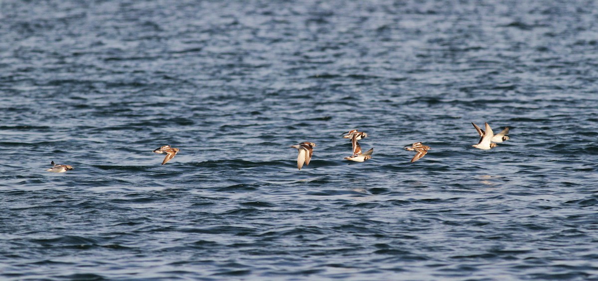 Ruddy Turnstone - ML23067281