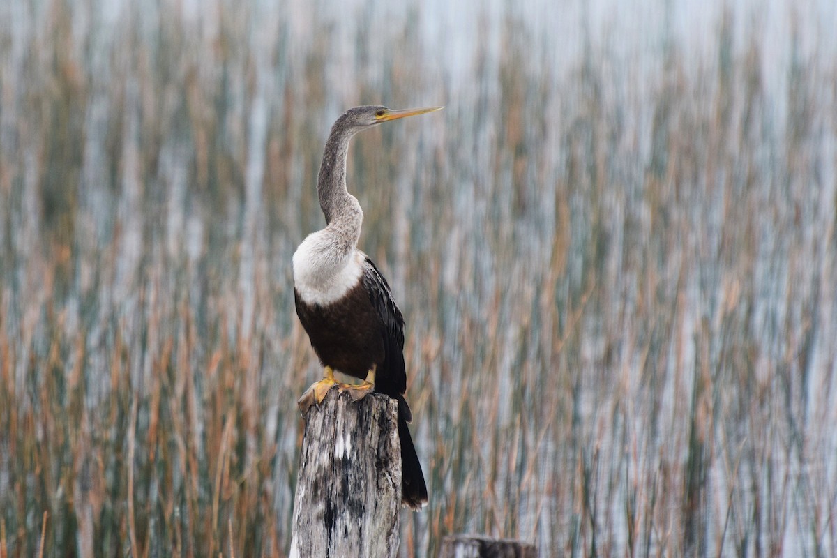 Anhinga - irina shulgina