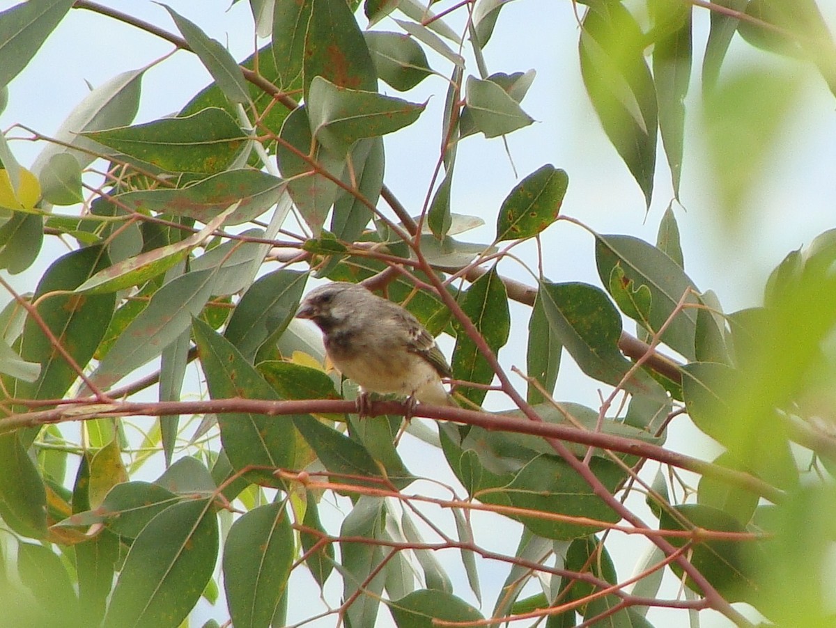 Black-throated Canary - ML230675661