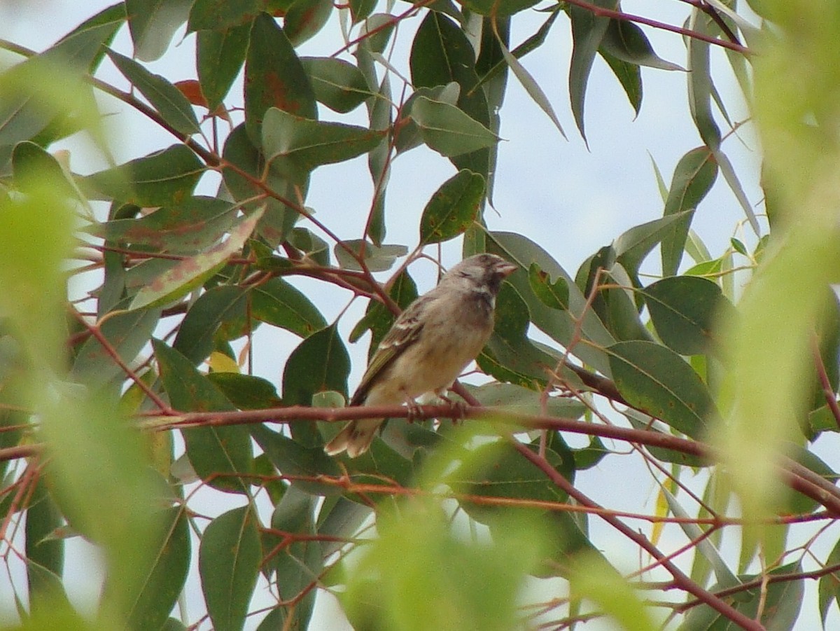 Black-throated Canary - ML230675731