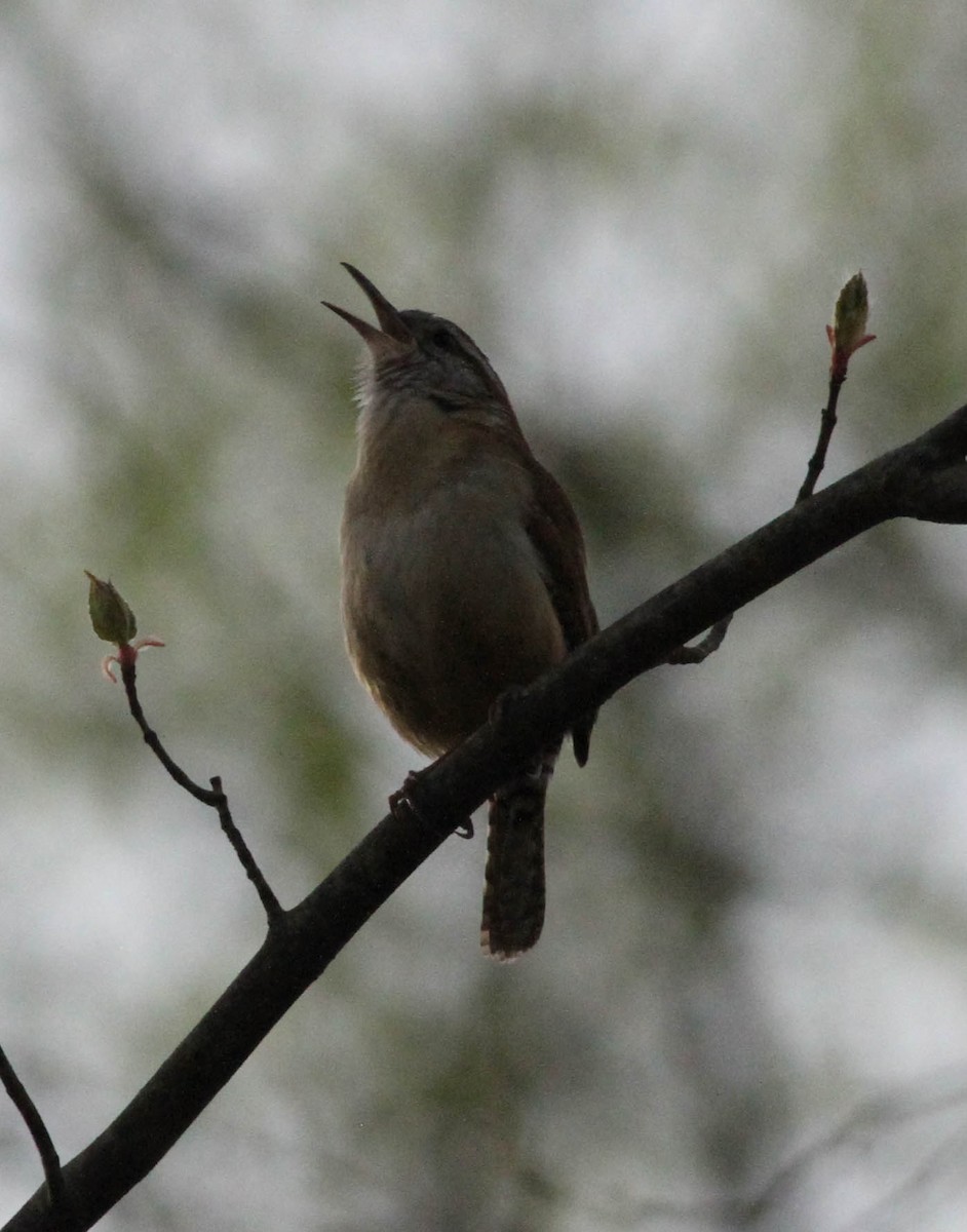 Carolina Wren - David Bates