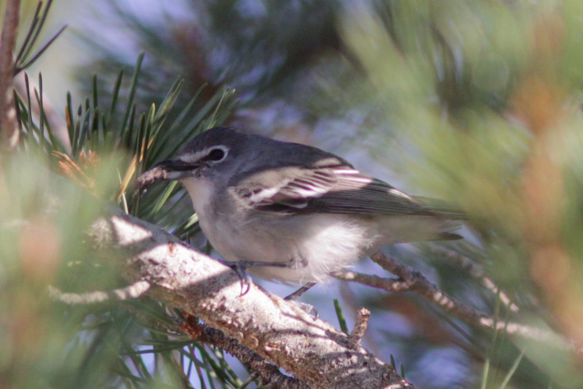 Plumbeous Vireo - ML230676421