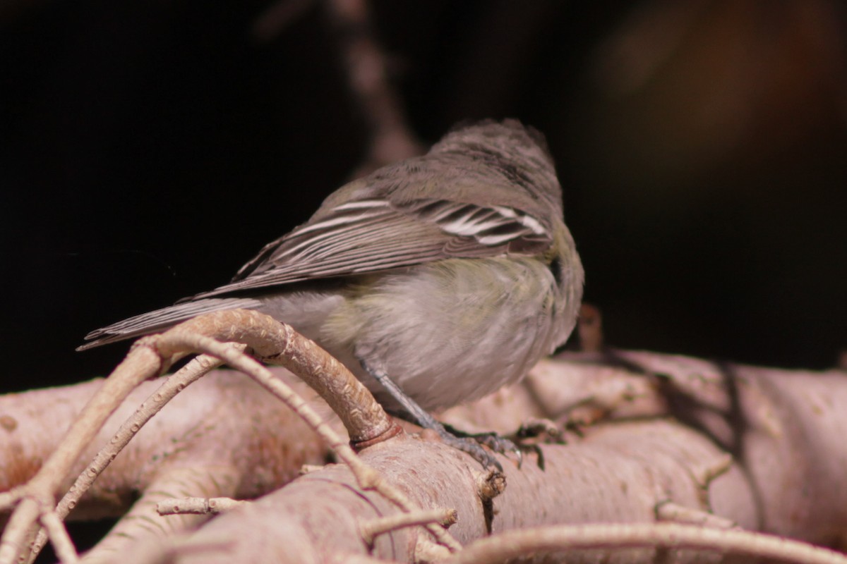 Plumbeous Vireo - ML230676581