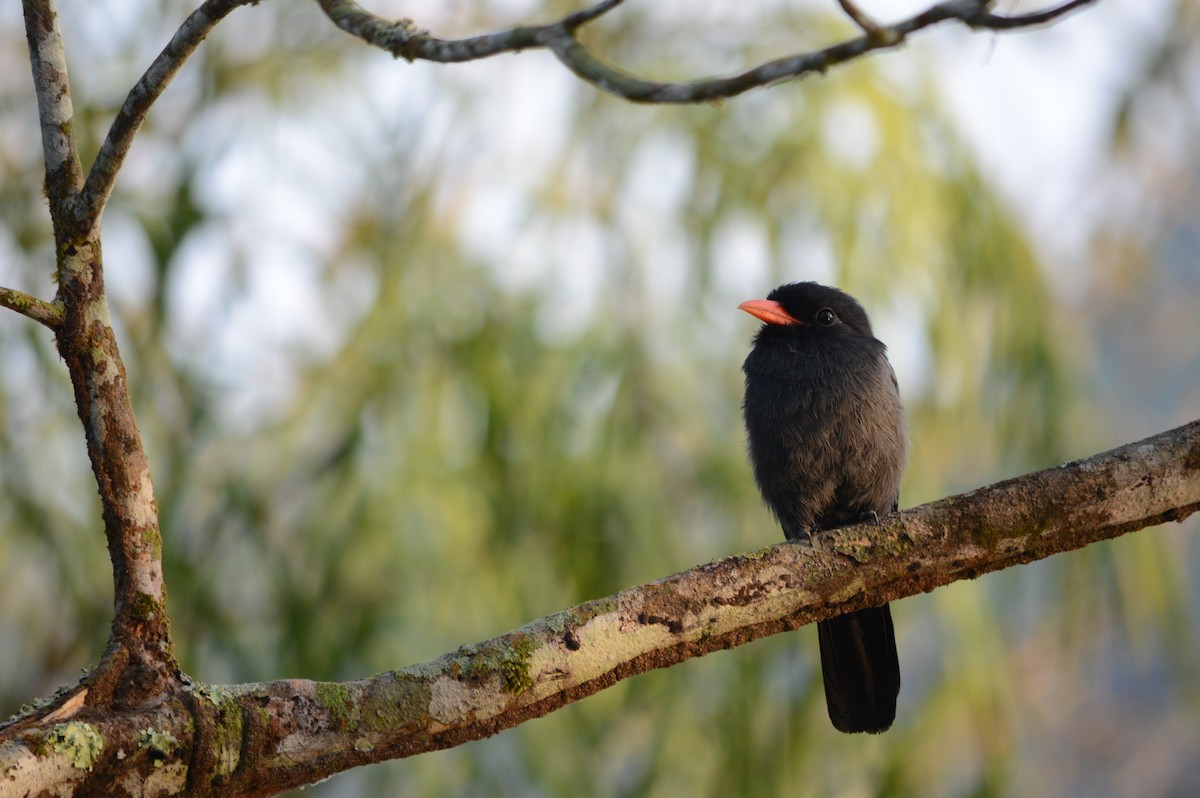 Schwarzstirn-Faulvogel - ML230676661