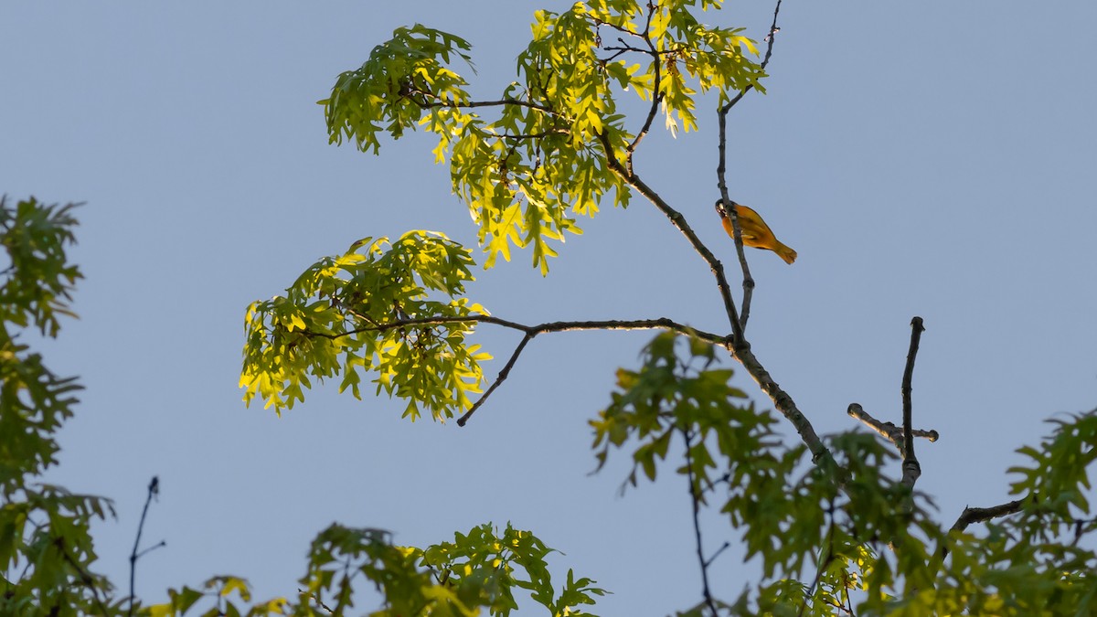 Baltimore Oriole - Todd Kiraly