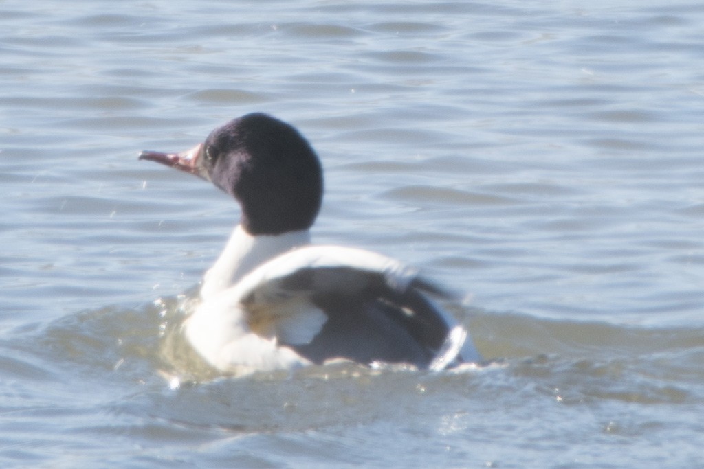 Common Merganser - Debra Mootz