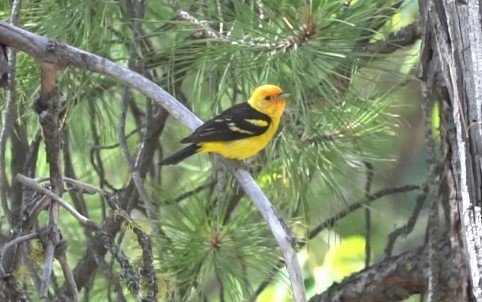 Western Tanager - ML230680321