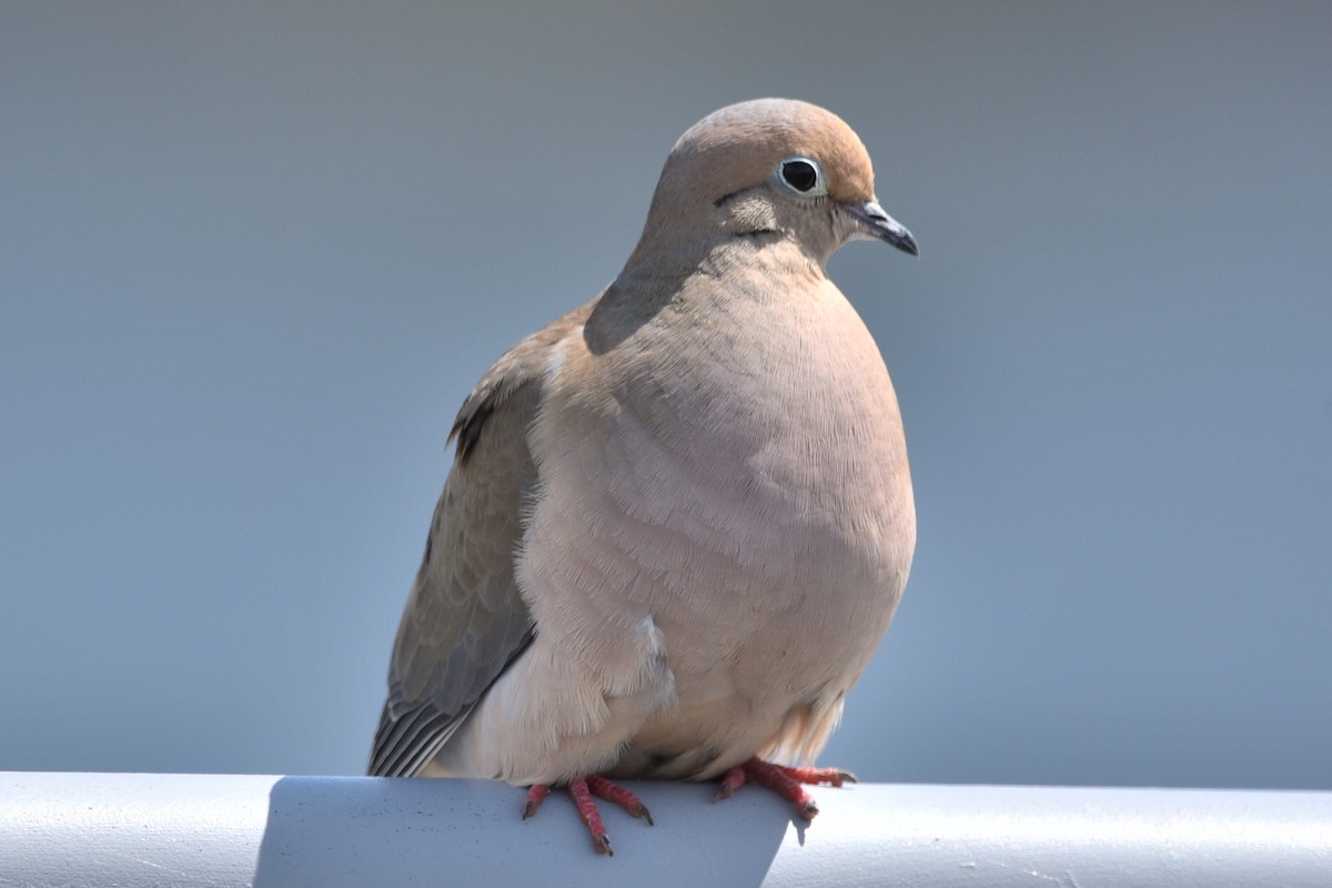 Mourning Dove - ML230680511