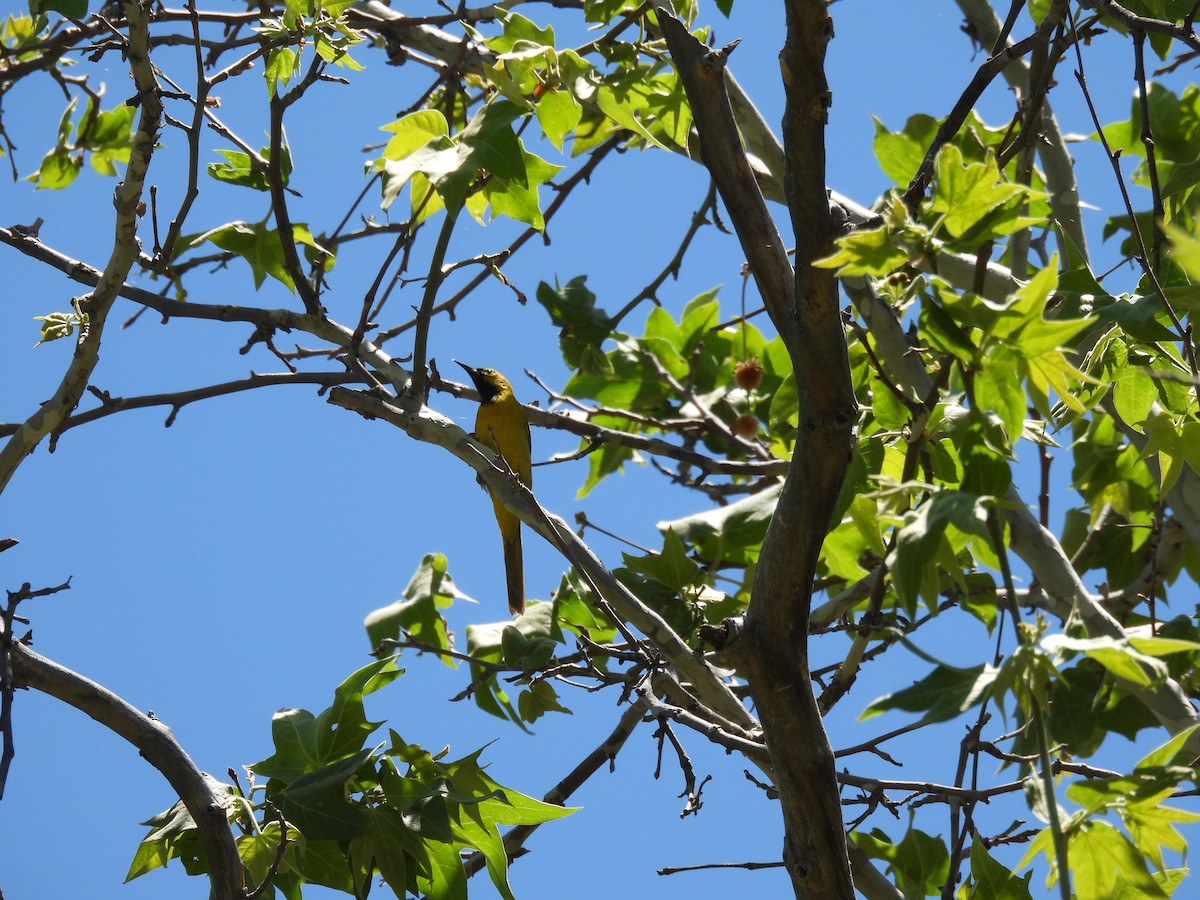 Hooded Oriole - John Wilson