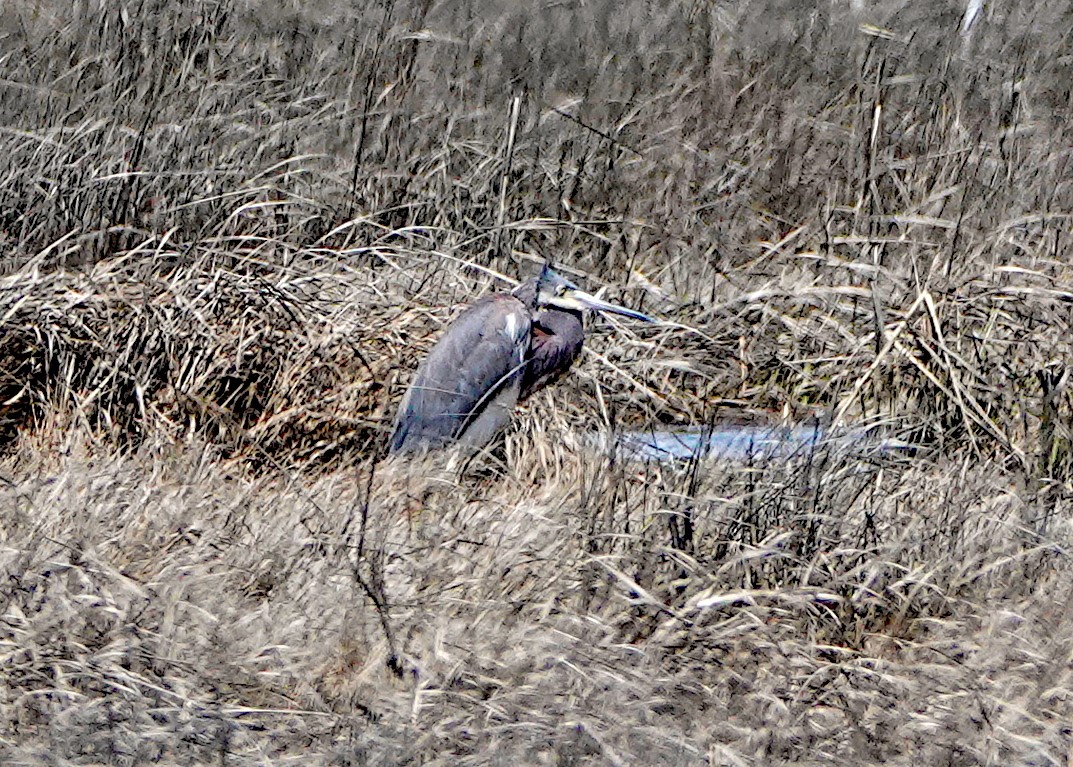 Tricolored Heron - Peter Fang/ Gloria Smith