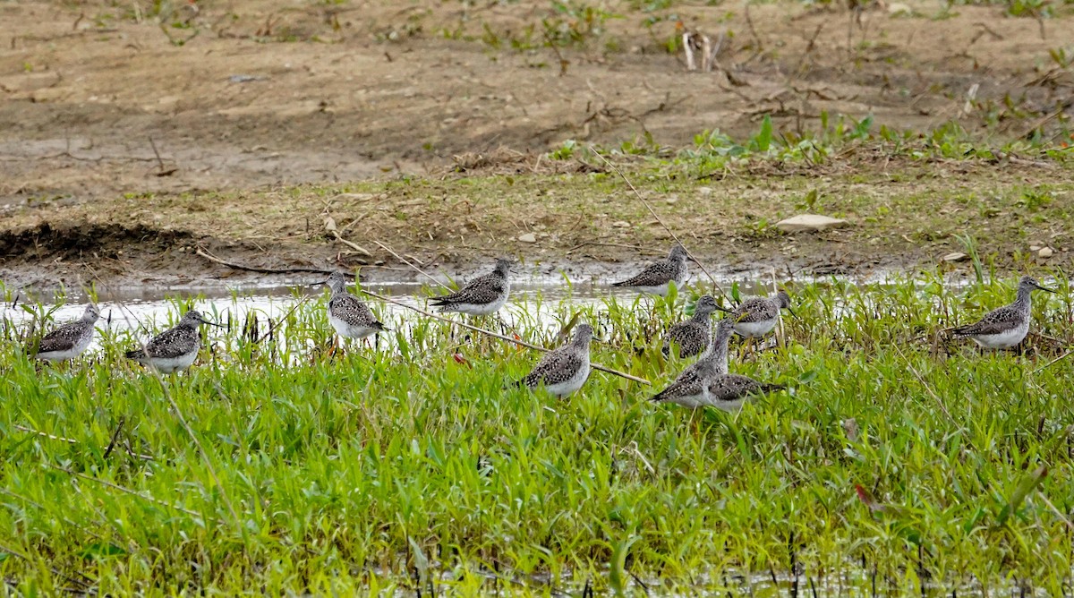 Lesser Yellowlegs - Gale VerHague