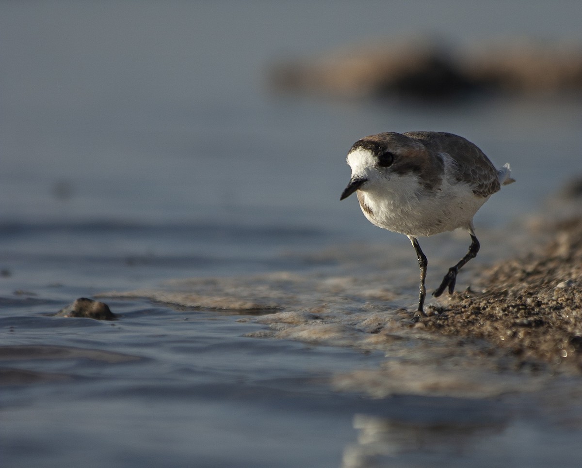 Puna Plover - ML230684091