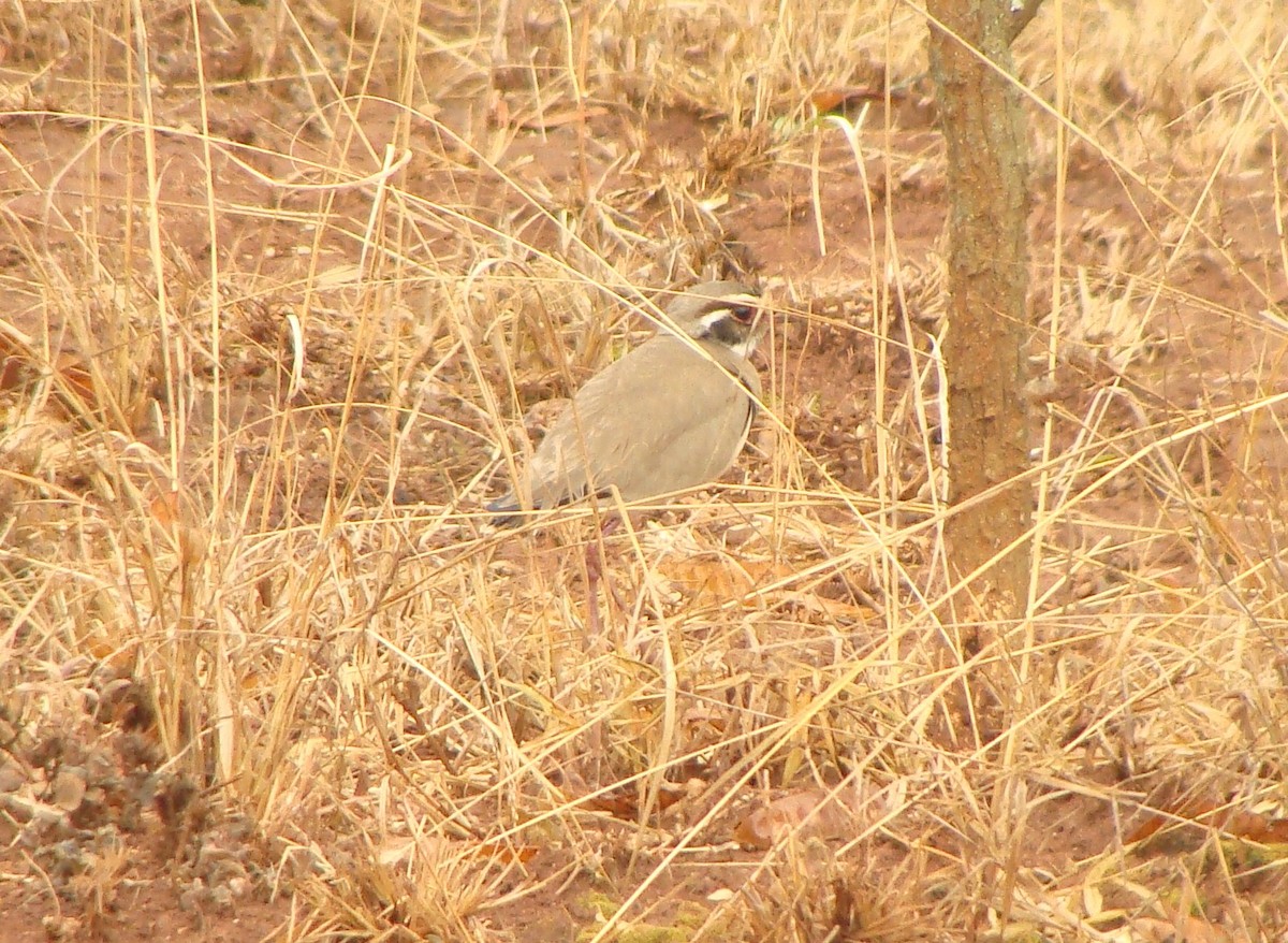 Bronze-winged Courser - Jason Anderson