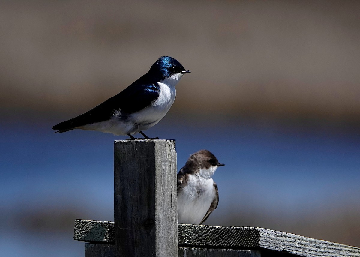 Tree Swallow - Peter Fang/ Gloria Smith