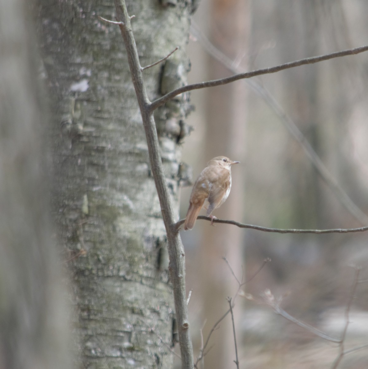 Hermit Thrush - Jonathan Cobb