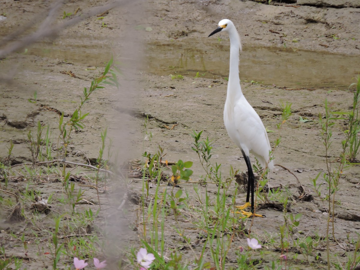 Snowy Egret - ML230686391