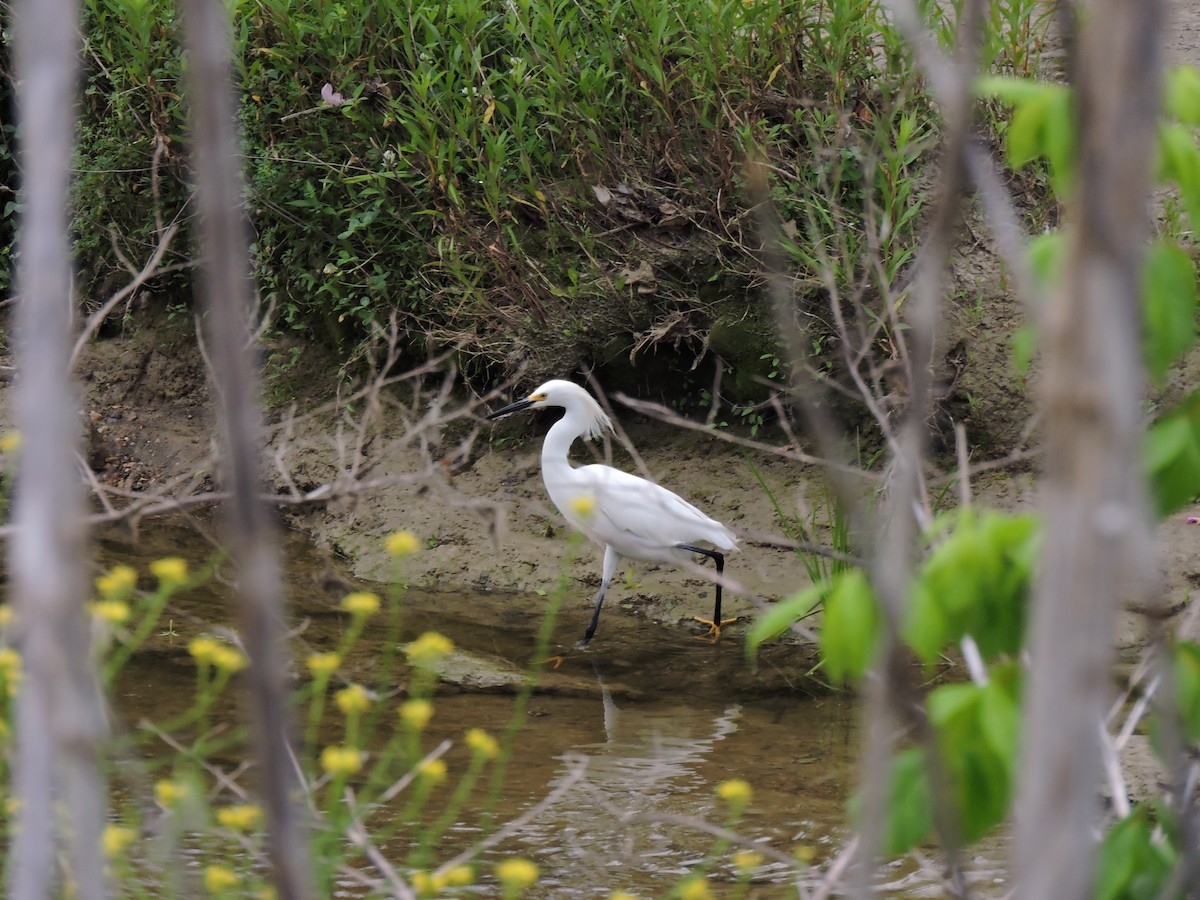 Snowy Egret - ML230686401