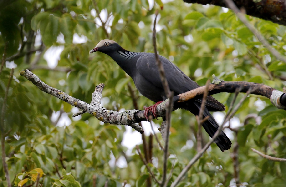 White-crowned Pigeon - ML23068881