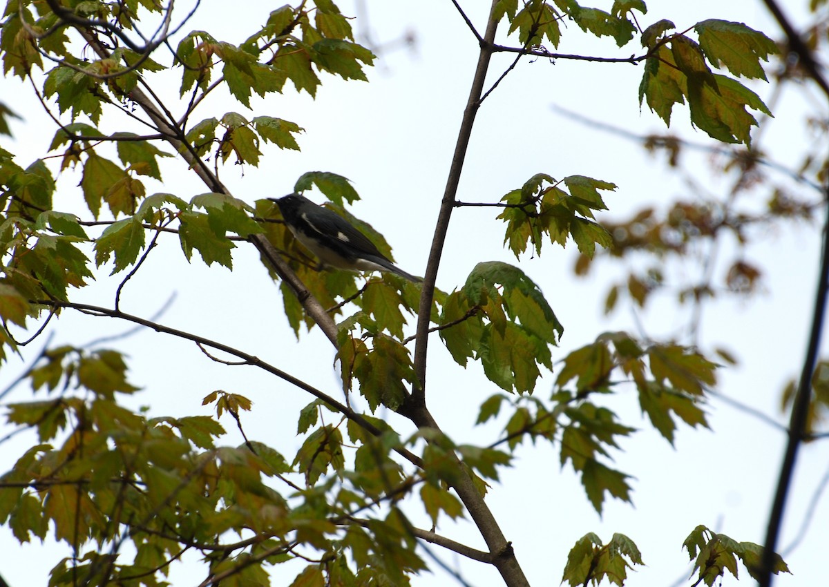 Black-throated Blue Warbler - ML230690051